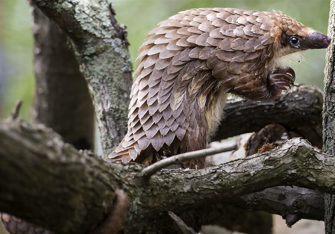 Animales víctimas de nuestros caprichos