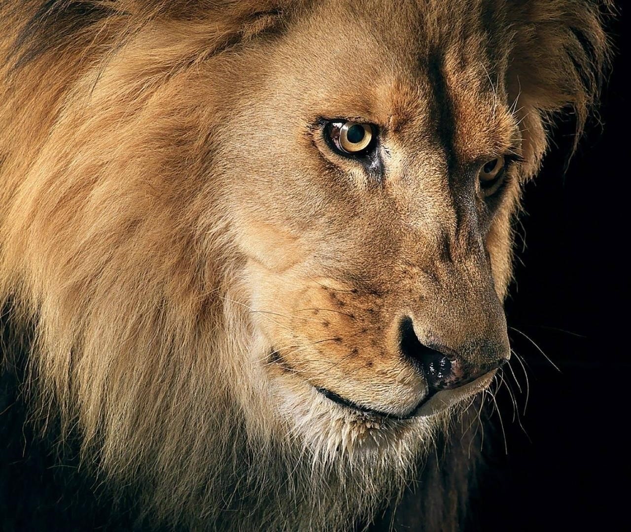 Animales víctimas de nuestros caprichos