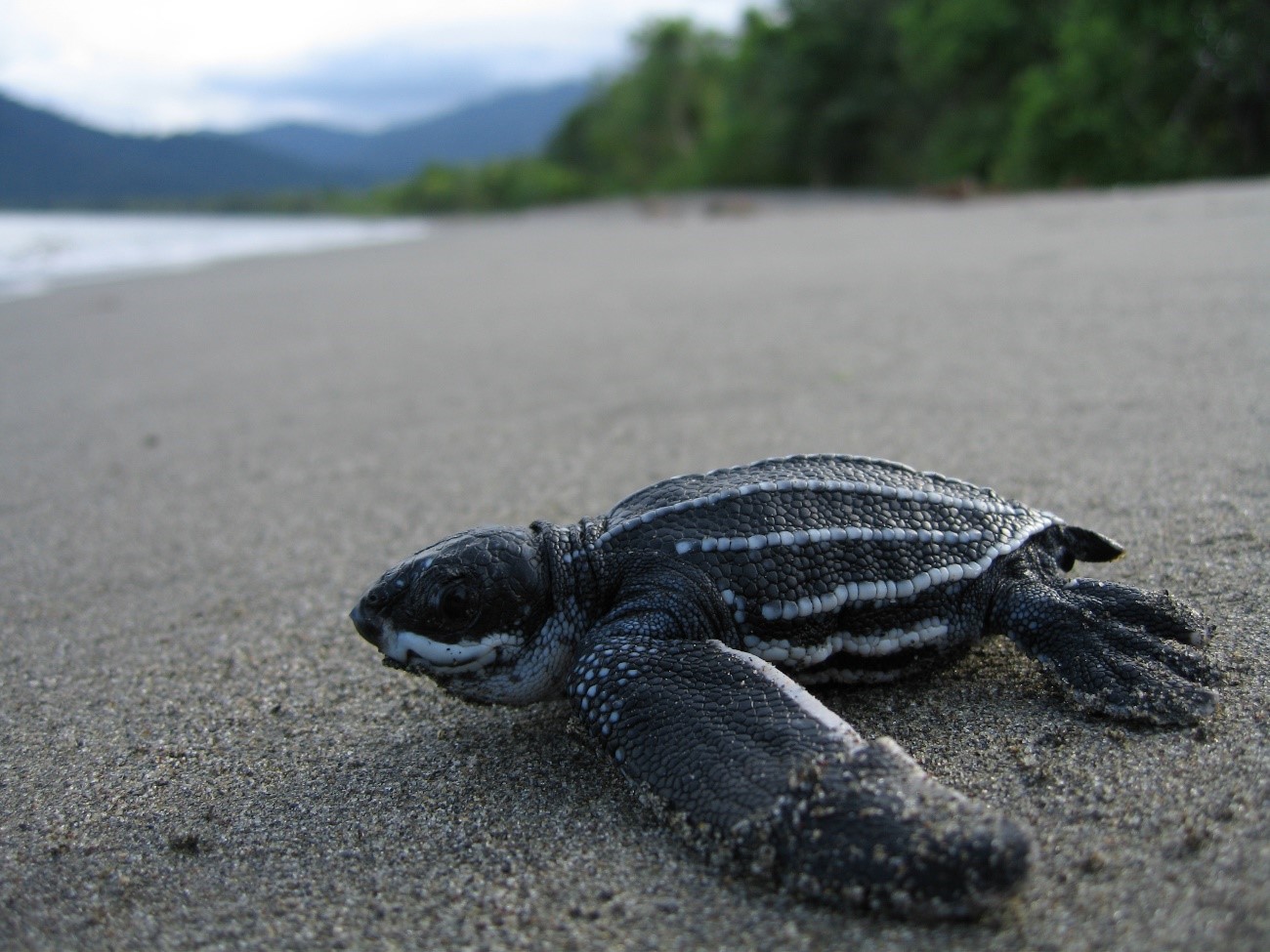 Animales víctimas de nuestros caprichos