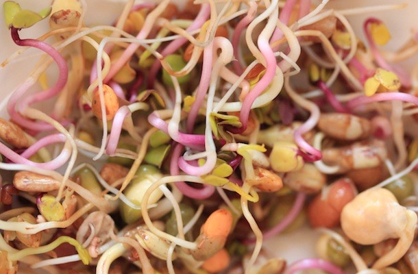 Qué son los antinutrientes