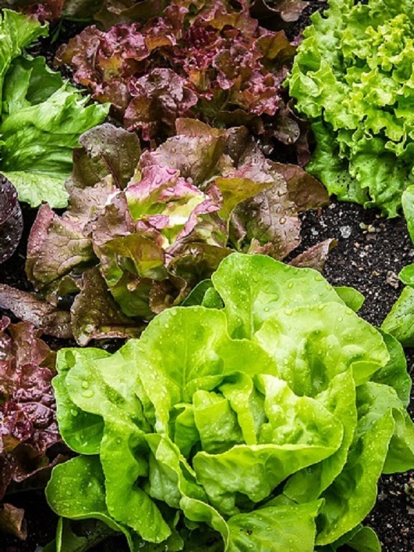 En cinco años la superficie de producción ecológica de Cataluña ya supera más del doble