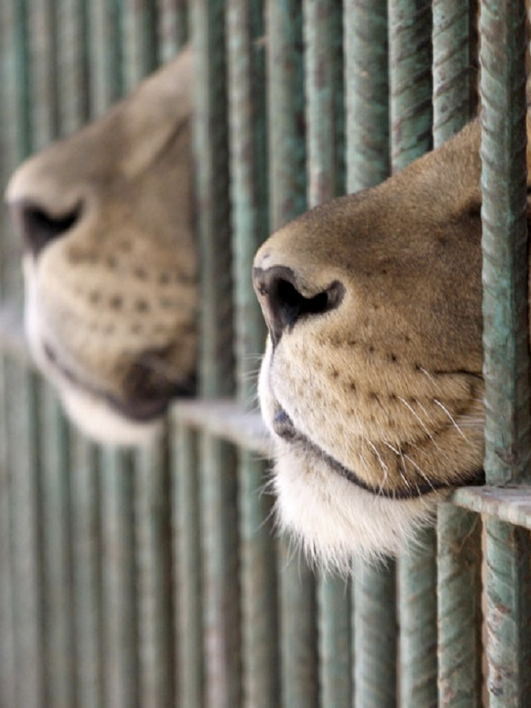 La crueldad y miserias que pasan los animales explotados en los circos