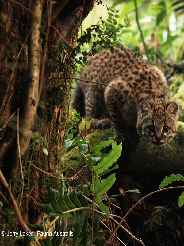 Proyecto pionero en Chile busca recuperar al felino más pequeño de América