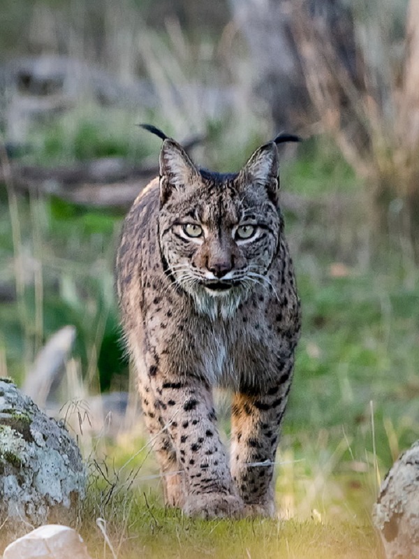 Resultado de imagen de lince iberico