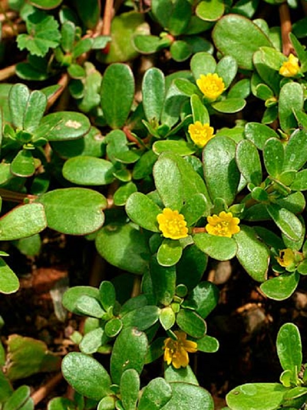 La vuelta de la ‘verdolaga’