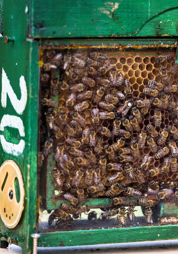 La campaña #SOSAbejas de Greenpeace ya acumula 4 galardones