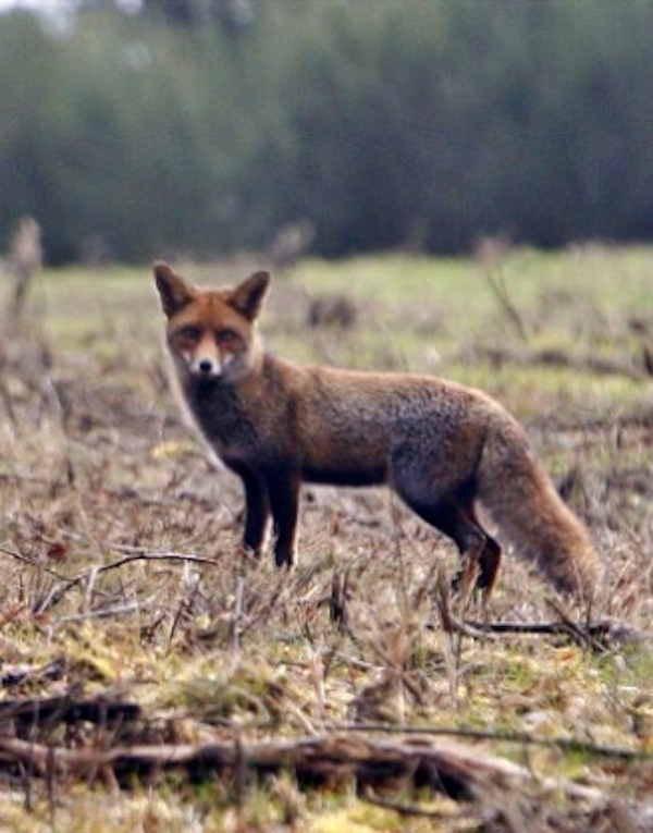 La caza del zorro en Galicia