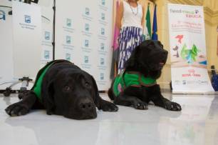 Los niños con discapacidad de Málaga recibirán la asistencia de perros de terapia