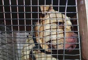 Investigan al propietario de un criadero de perros de Mazarrón por una veintena de canes en pésimo estado