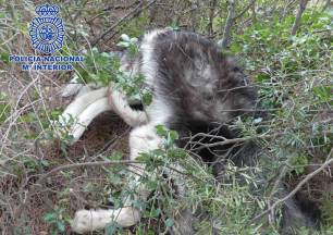 Imputados tres jóvenes por la muerte de un perro en Logroño