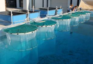 Fitoplancton calcáreo ‘victima’ del calentamiento global y la acidificación oceánica