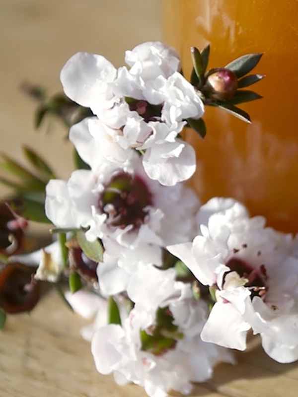 Miel de Kanuka y miel de Manuka, el superalimento que debes conocer
