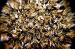 Día Mundial de las Abejas 2021