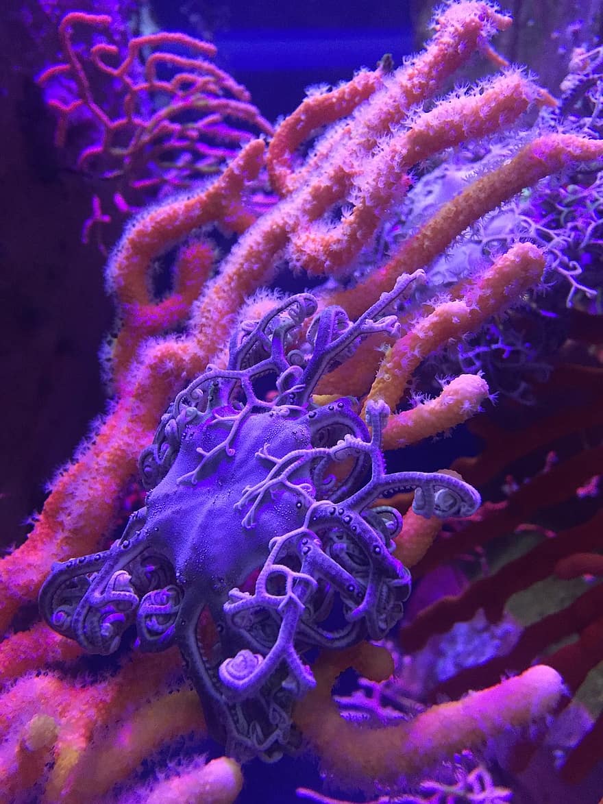 Los corales siguen sufriendo el cambio climático