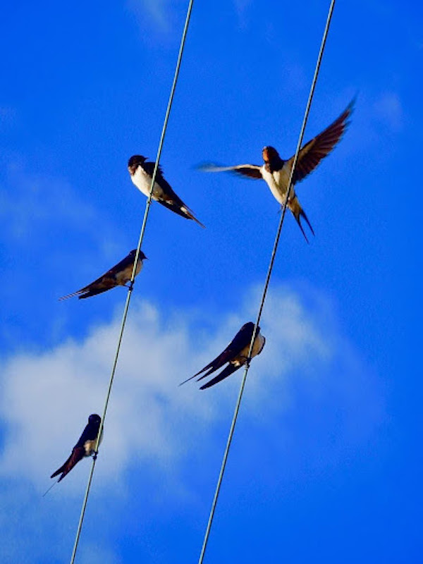 Día Mundial de las Aves Migratorias 2021- ¡Feliz regreso!