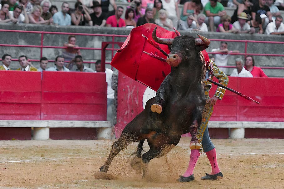 Día Internacional de los Derechos de los Animales 2021