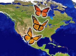 Resultado de imagen para migraciÃ³n mariposa monarca