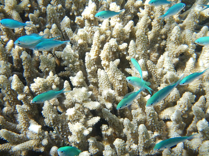 Los corales siguen sufriendo el cambio climático