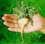 Propiedades de la maca, ¿cuáles son?