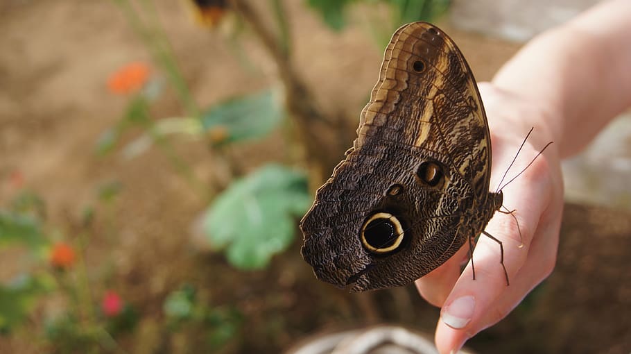 Ecoturismo en la Amazonía boliviana