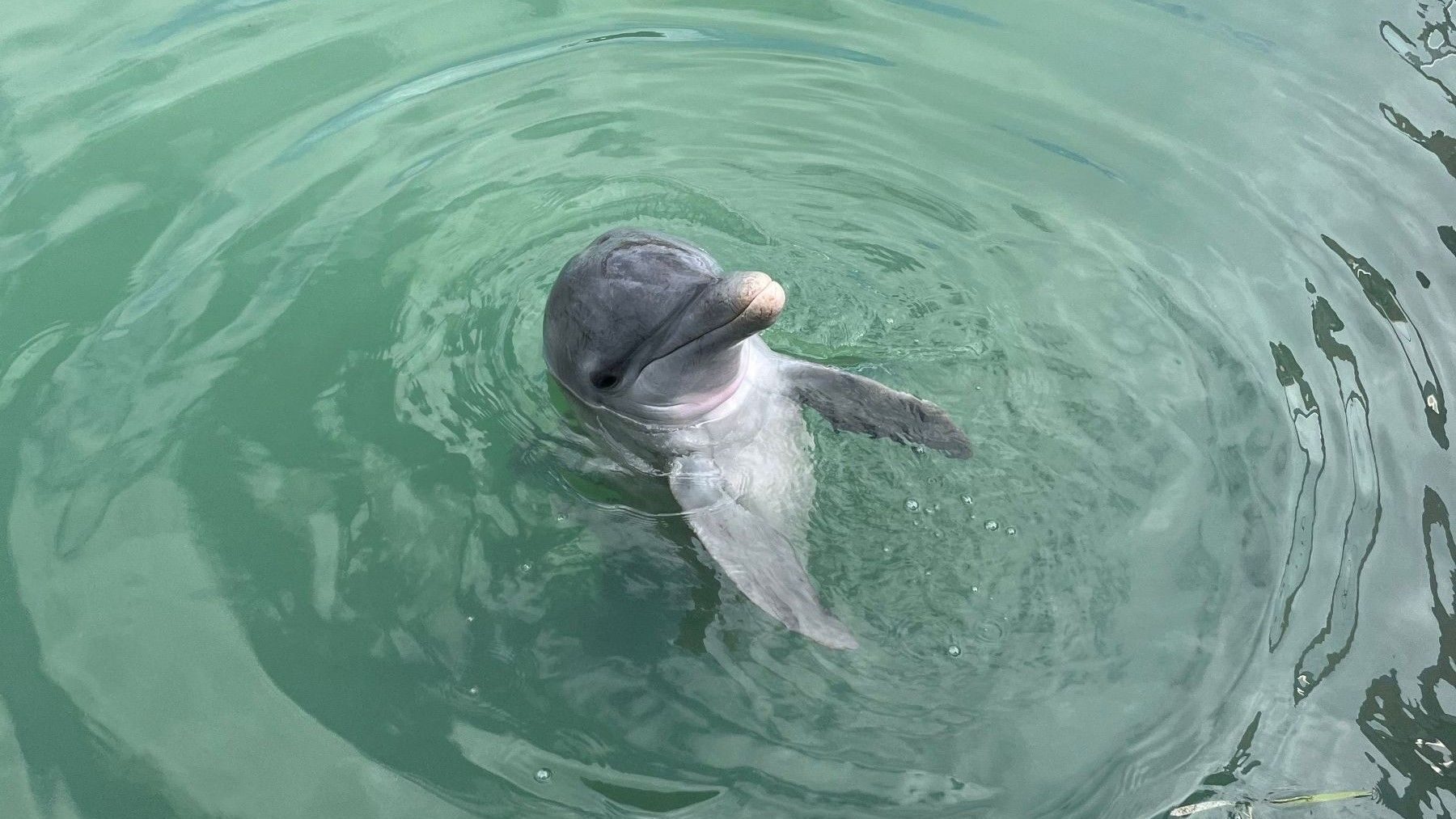 Ballenas y delfines necesitan más áreas protegidas