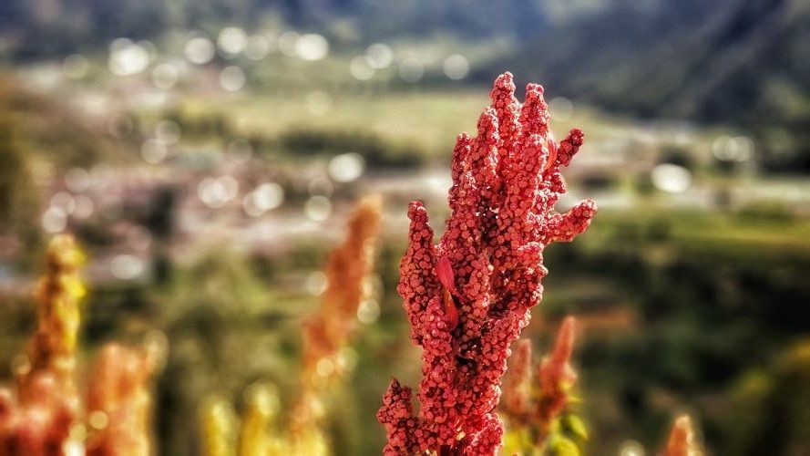 Todo lo que necesitas saber sobre el cultivo de la Quinua o quinoa