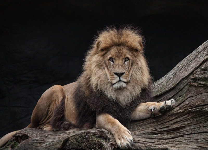 ¿Qué pasa con el rey de la selva? 