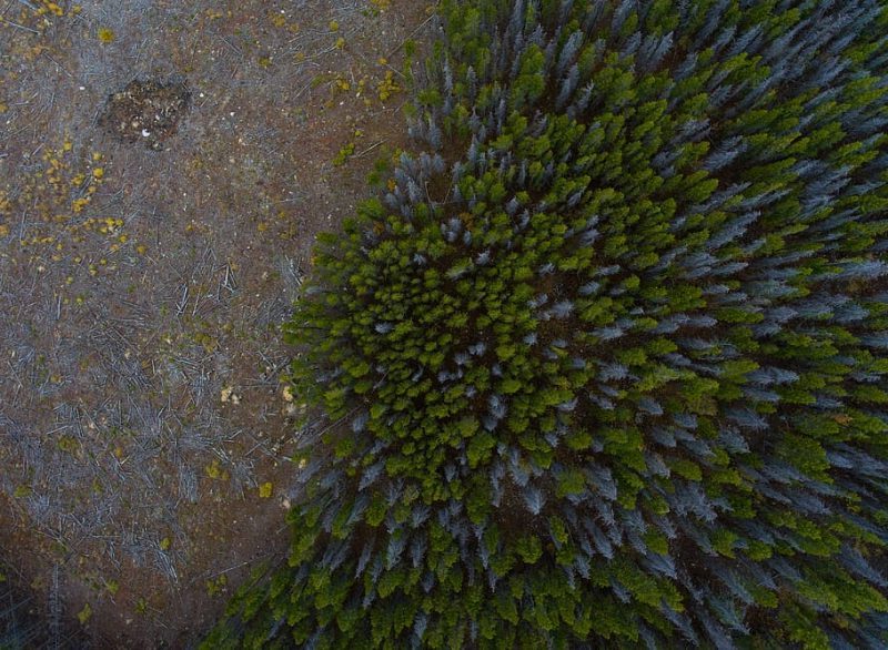 Lista Roja de Ecosistemas