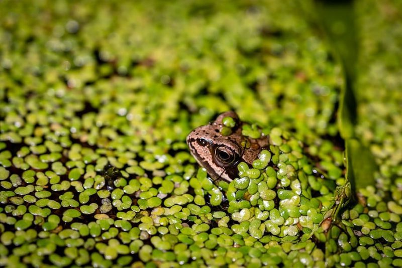 Lista Roja de Ecosistemas