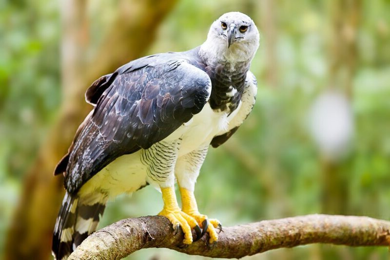 El águila arpía Ecuador, Panamá