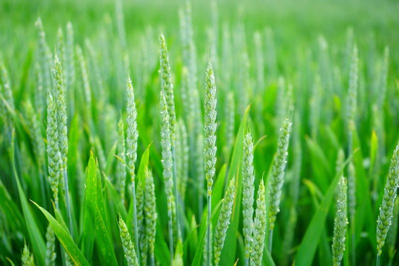 Trigo verde o Freekeh