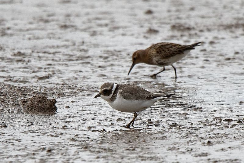 Día Mundial de las Aves Limícolas 2023