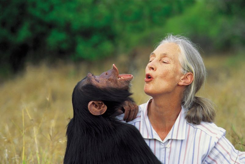 Feliz 89 cumpleaños Jane Goodall