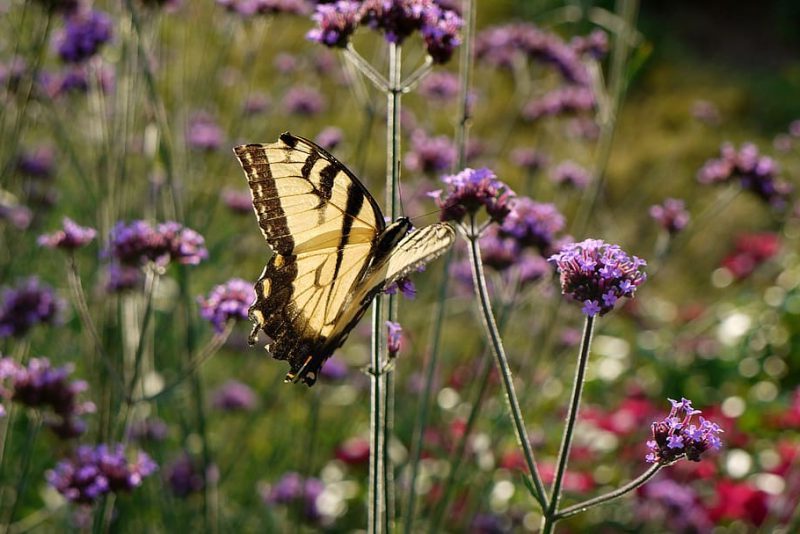 Flores muy especiales