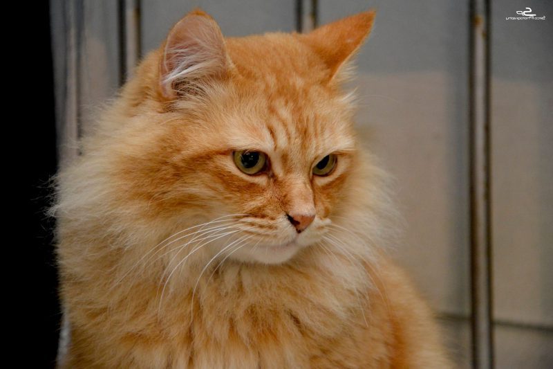 Curiosidades de los gatos