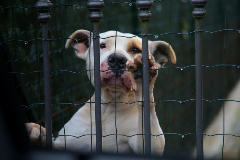Qué es el maltrato animal