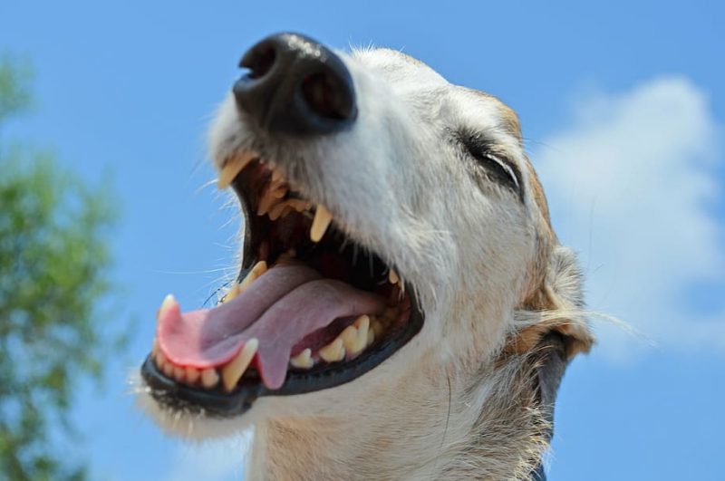 Mitos sobre los perros que te sorprenderán