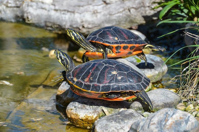 10 especies invasoras del Medio Ambiente