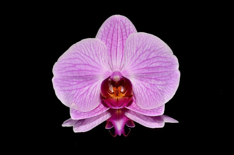 mimetismo vegetal plantas