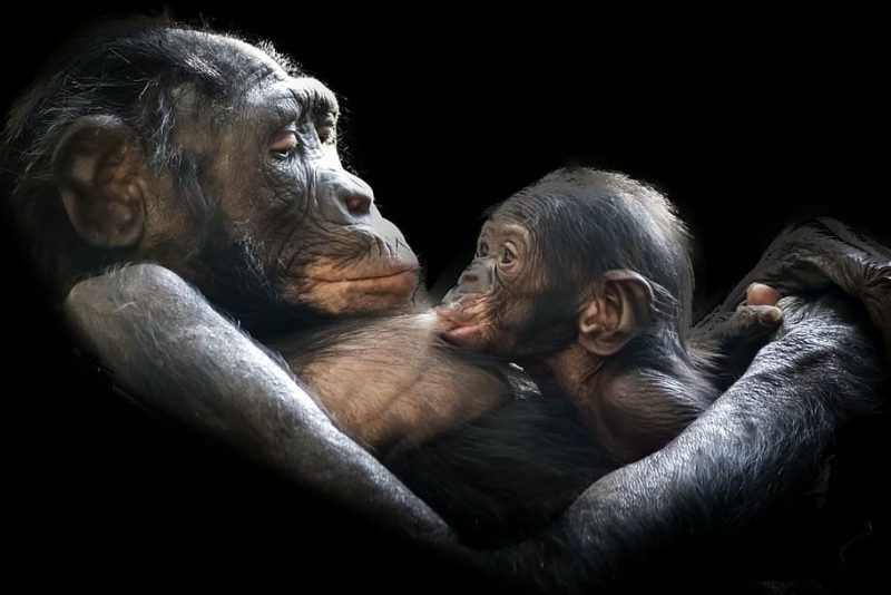 Las 10 madres más abnegadas del reino animal