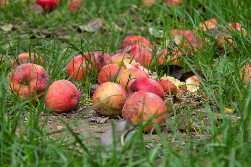 Países que tiran más comida a la basura