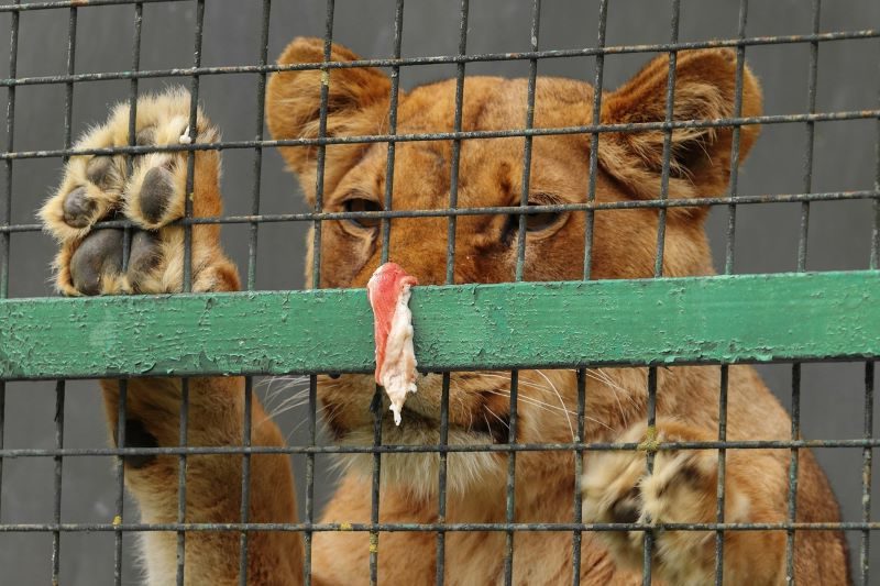 Vacaciones con animales cautivos: No, gracias