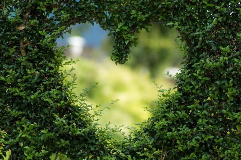 Curiosidades de las plantas