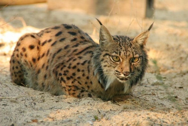 Felinos en peligro de extinción