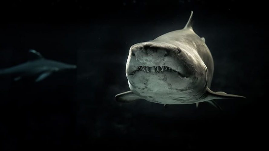 La sobrepesca de tiburones y el calentamiento global