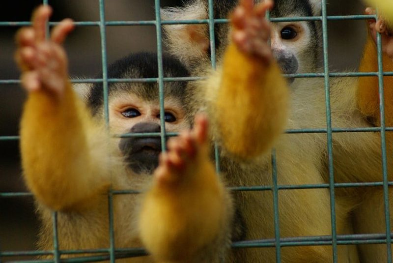 estereotipias animales