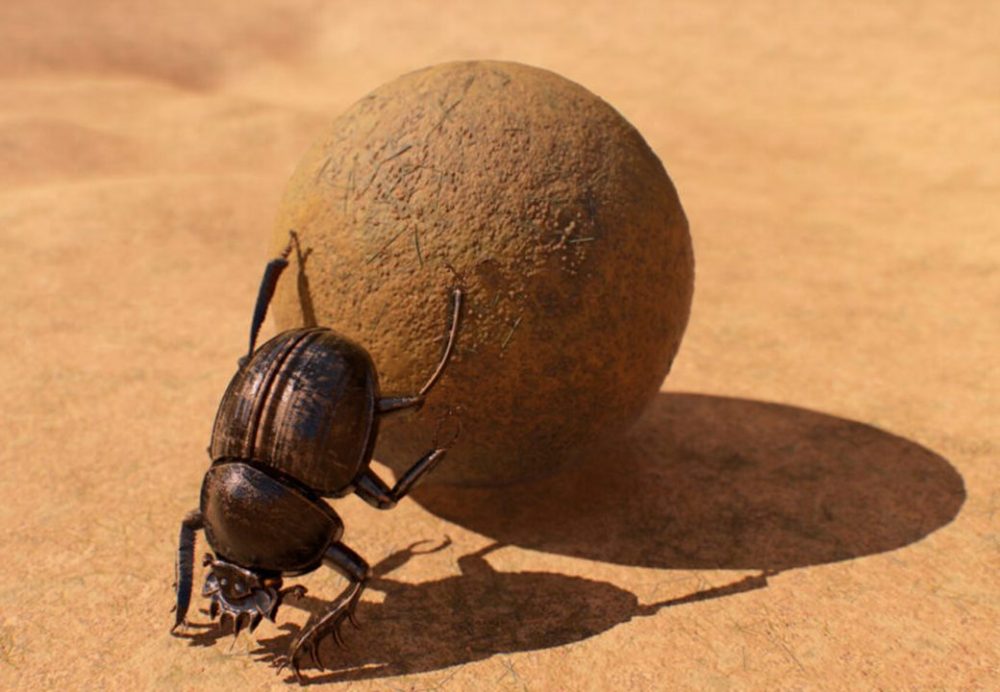 escarabajos estercoleros o coprófagos