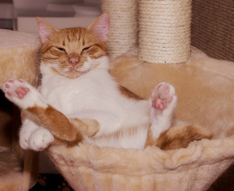 Gatos: de felinos salvajes a mascotas