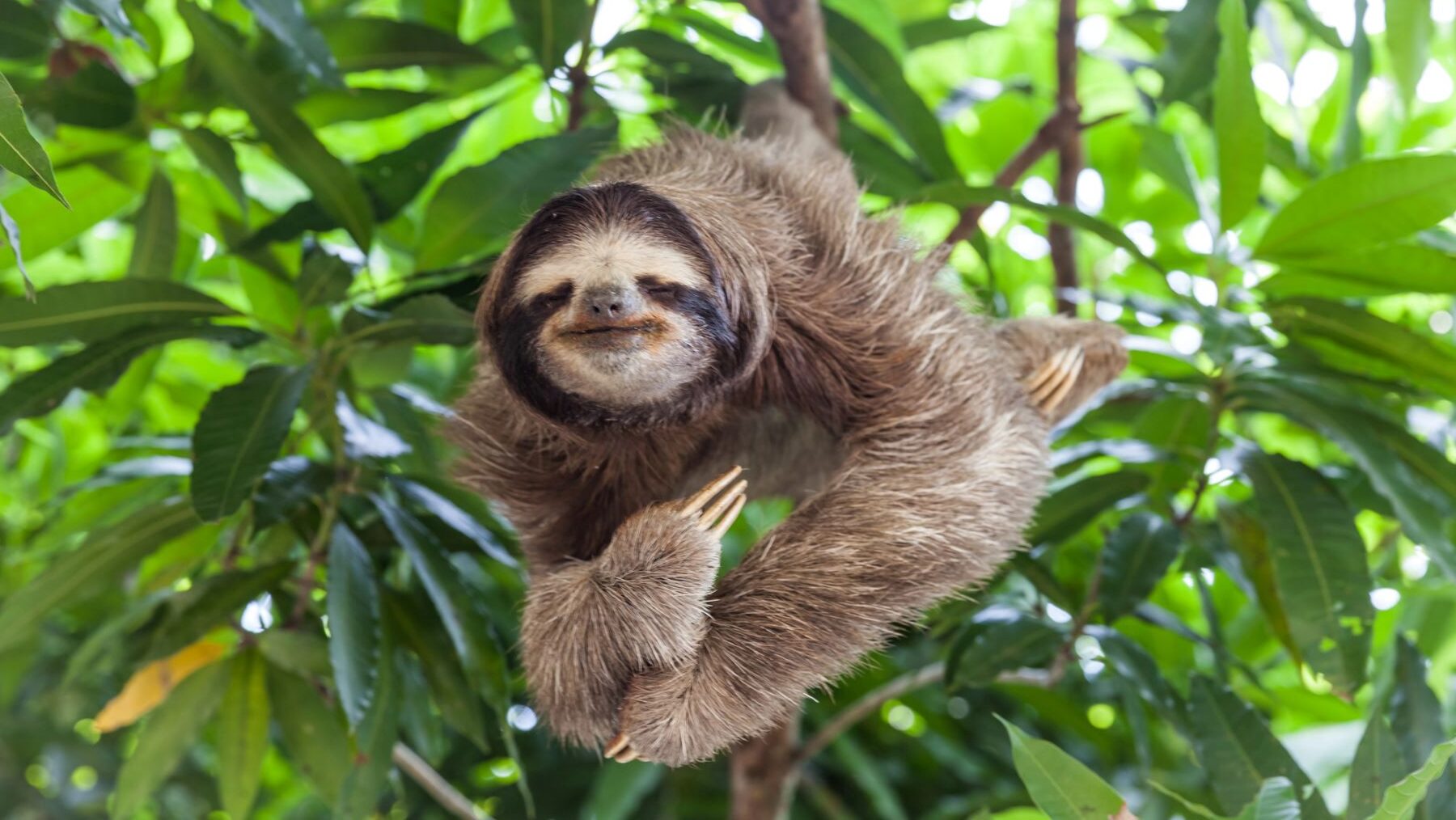 animales más lentos del mundo