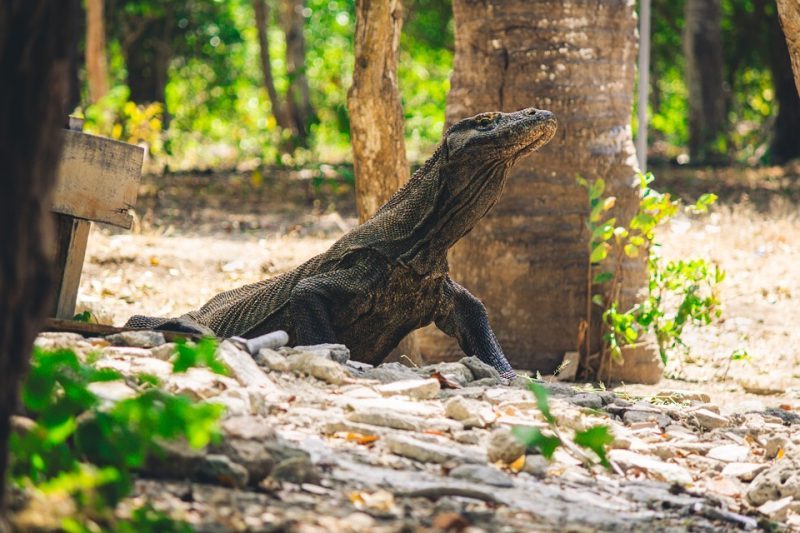 Komodo: las islas de los dragones